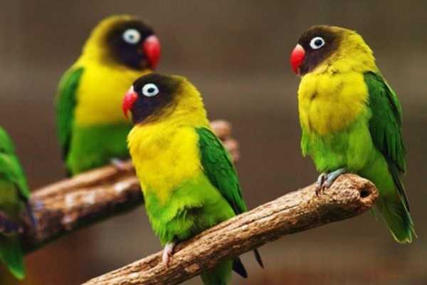 Daftar Lengkap Jenis  Burung  Lovebird  dan Tips Perawatannya 