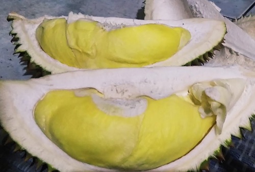 jenis durian terbaik